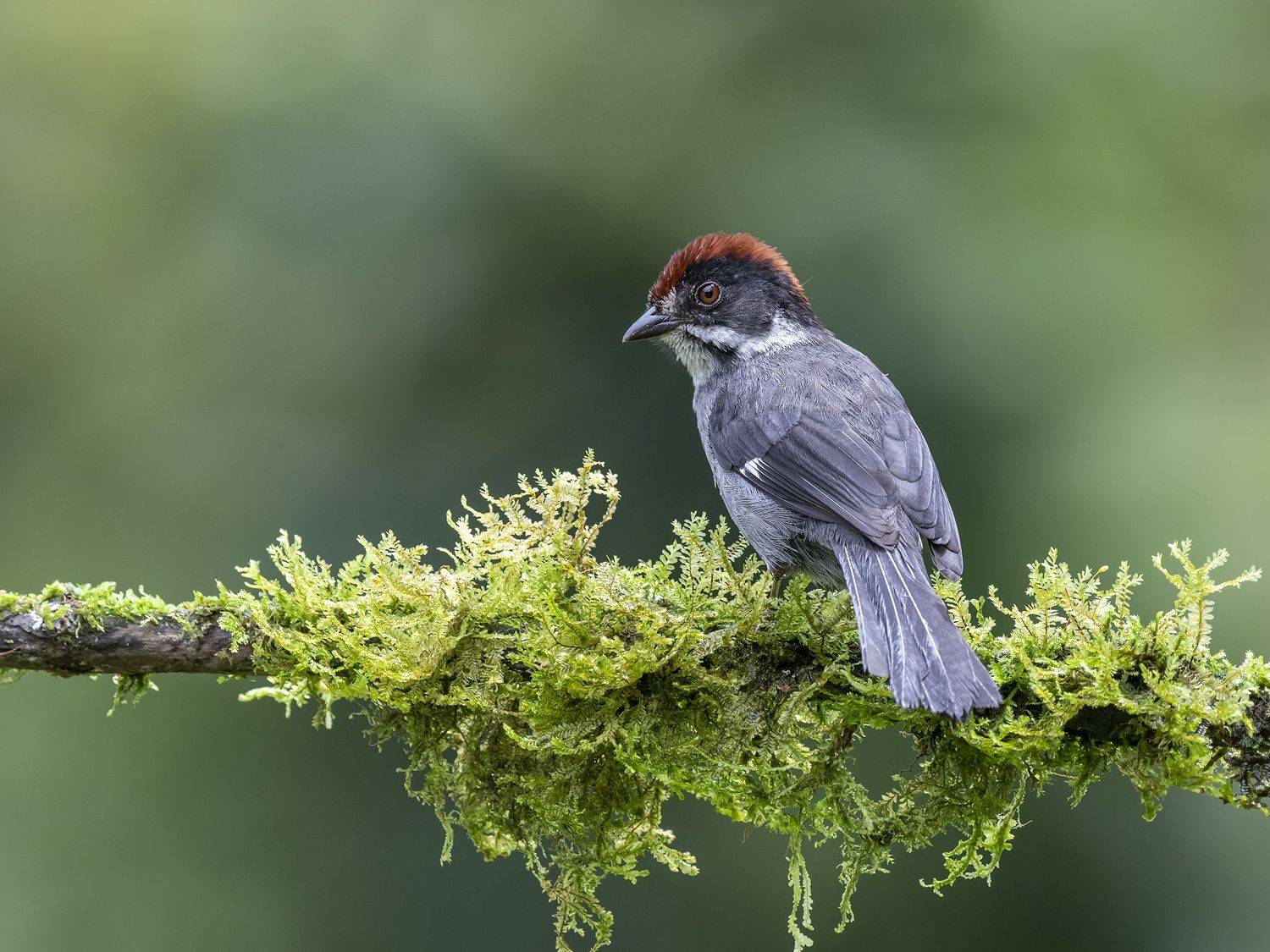 , Fernando Burgalin Sequeira