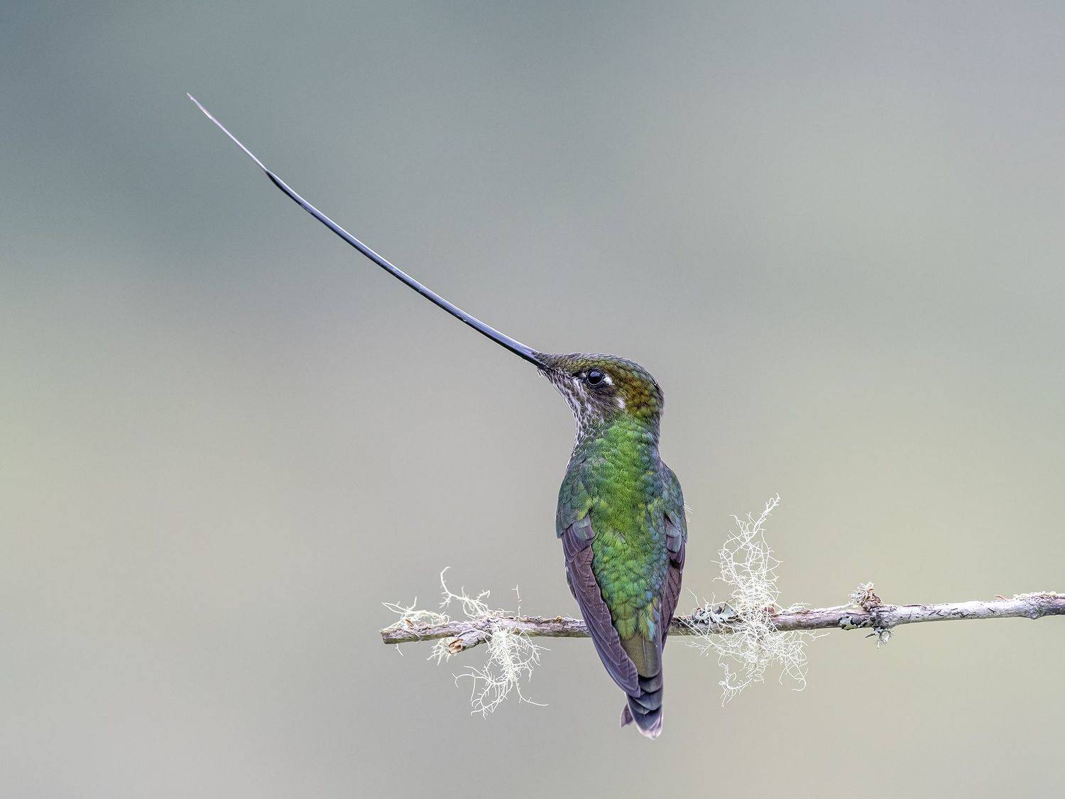 , Fernando Burgalin Sequeira