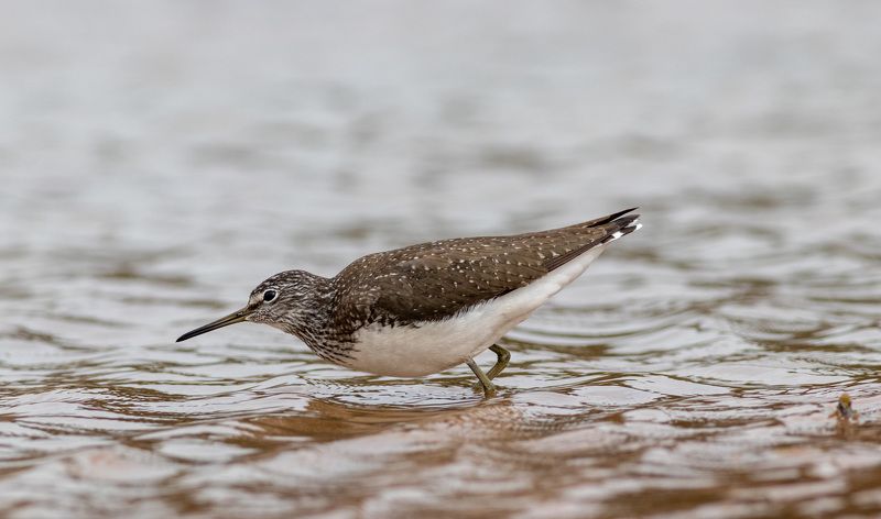 черныш, кулик, птица, фотоохота, birds К взлету готов фото превью