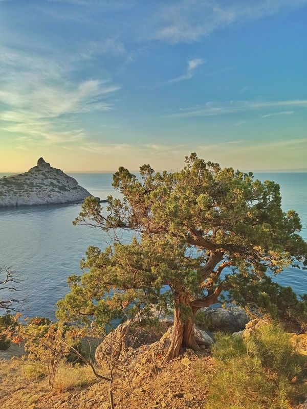 крым, пейзаж, лето, море Мыс Капчик. Новый Свет. Крым. фото превью