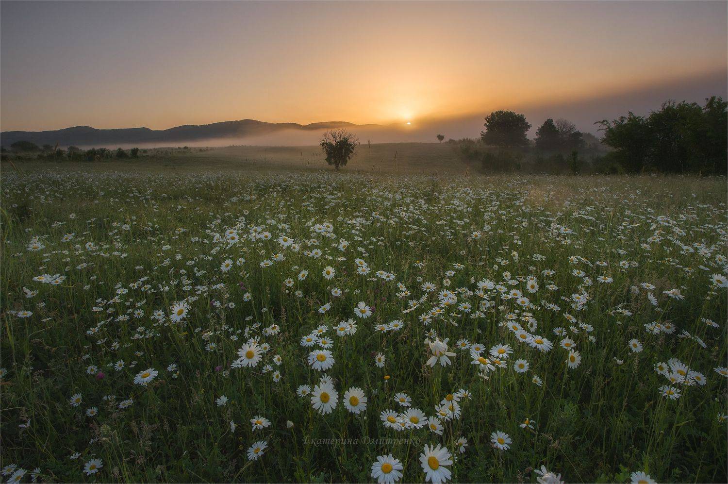 рассвет, пейзаж, утро,ромашки, лето, туман, крым, цветы, crimea, landscape, sunrise, Дмитренко Екатерина