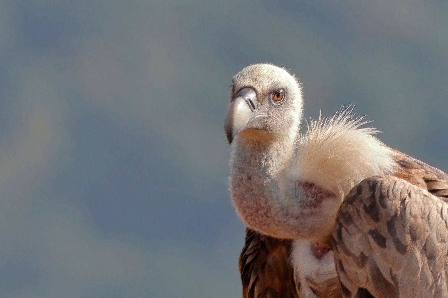 , Славов Георги