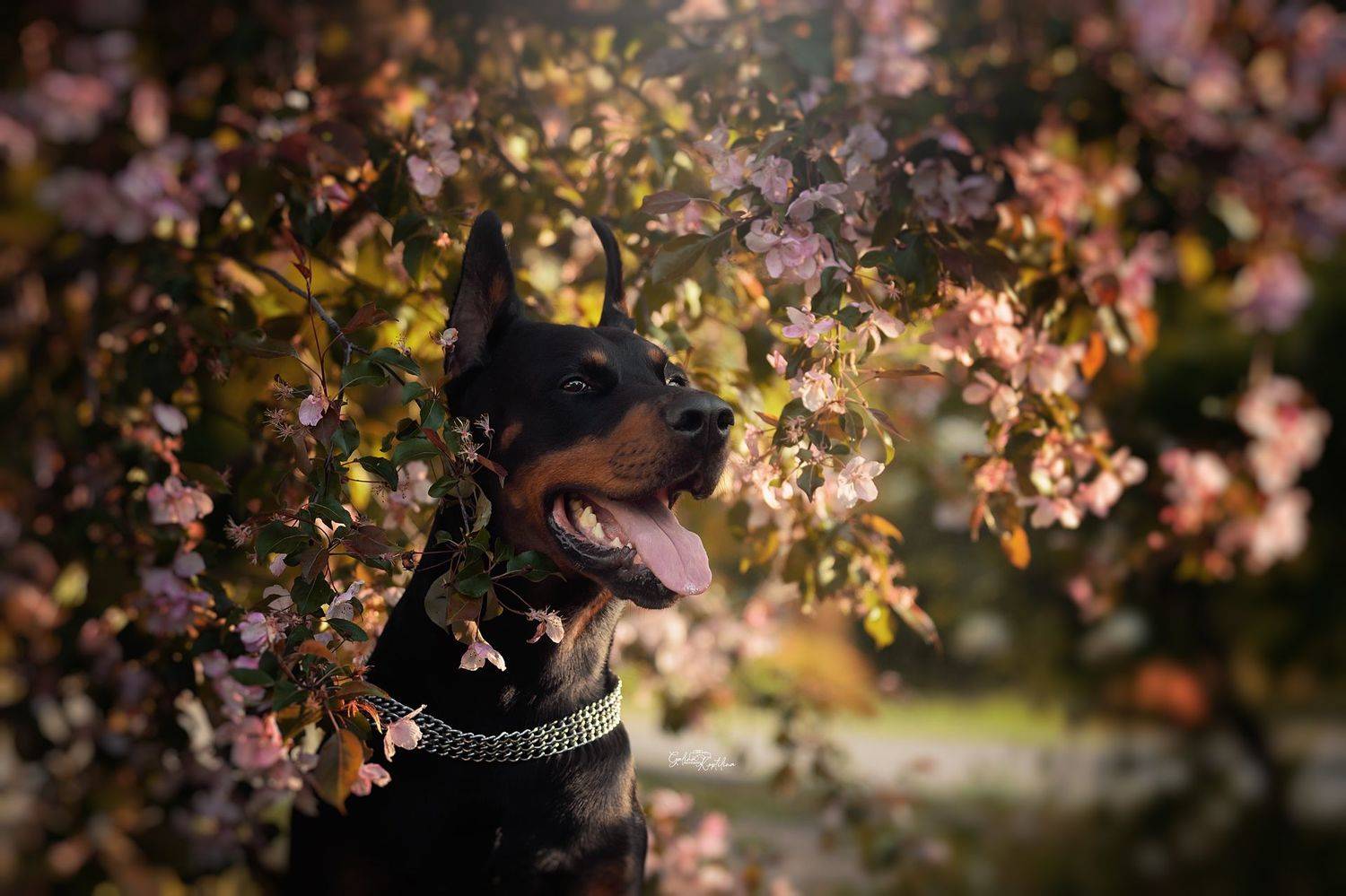 , Коптилина Галина