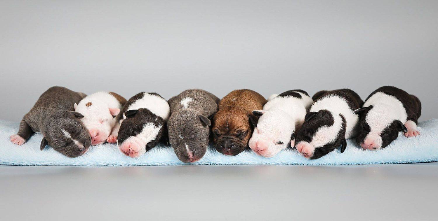 , Галина Ледок