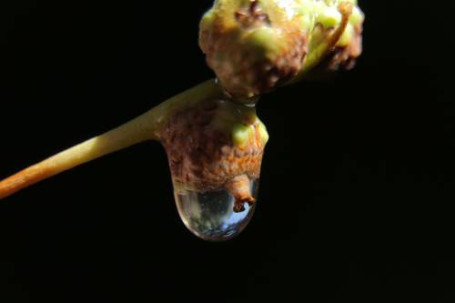 Зародыши жёлудей.