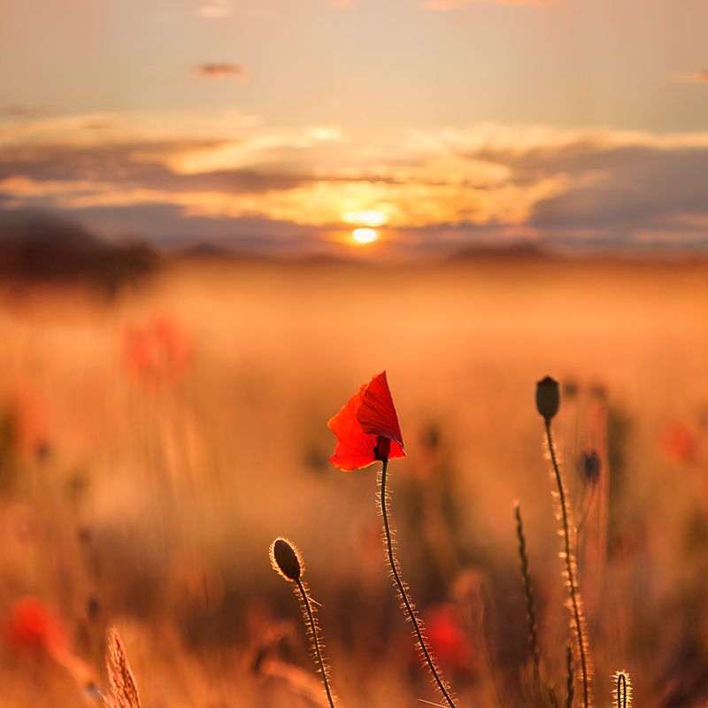 Закат и маки фото превью