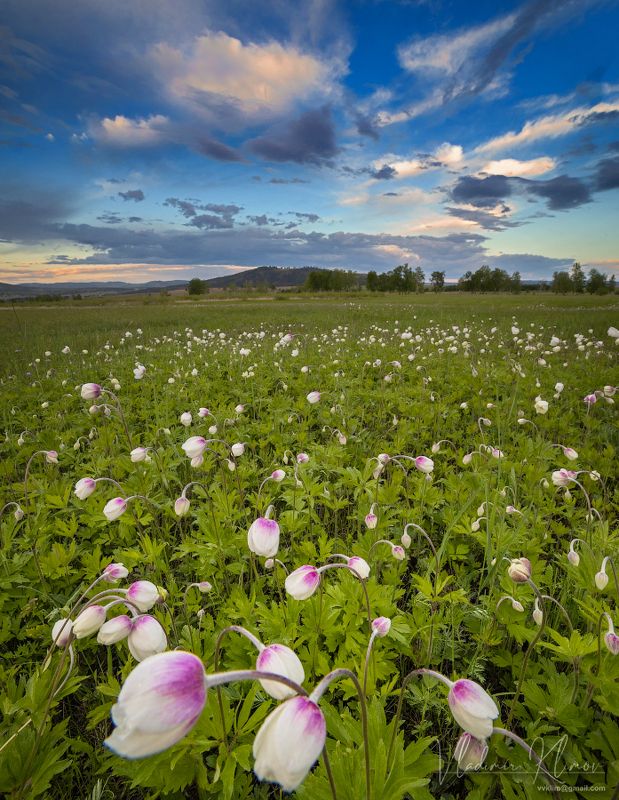 *** фото превью