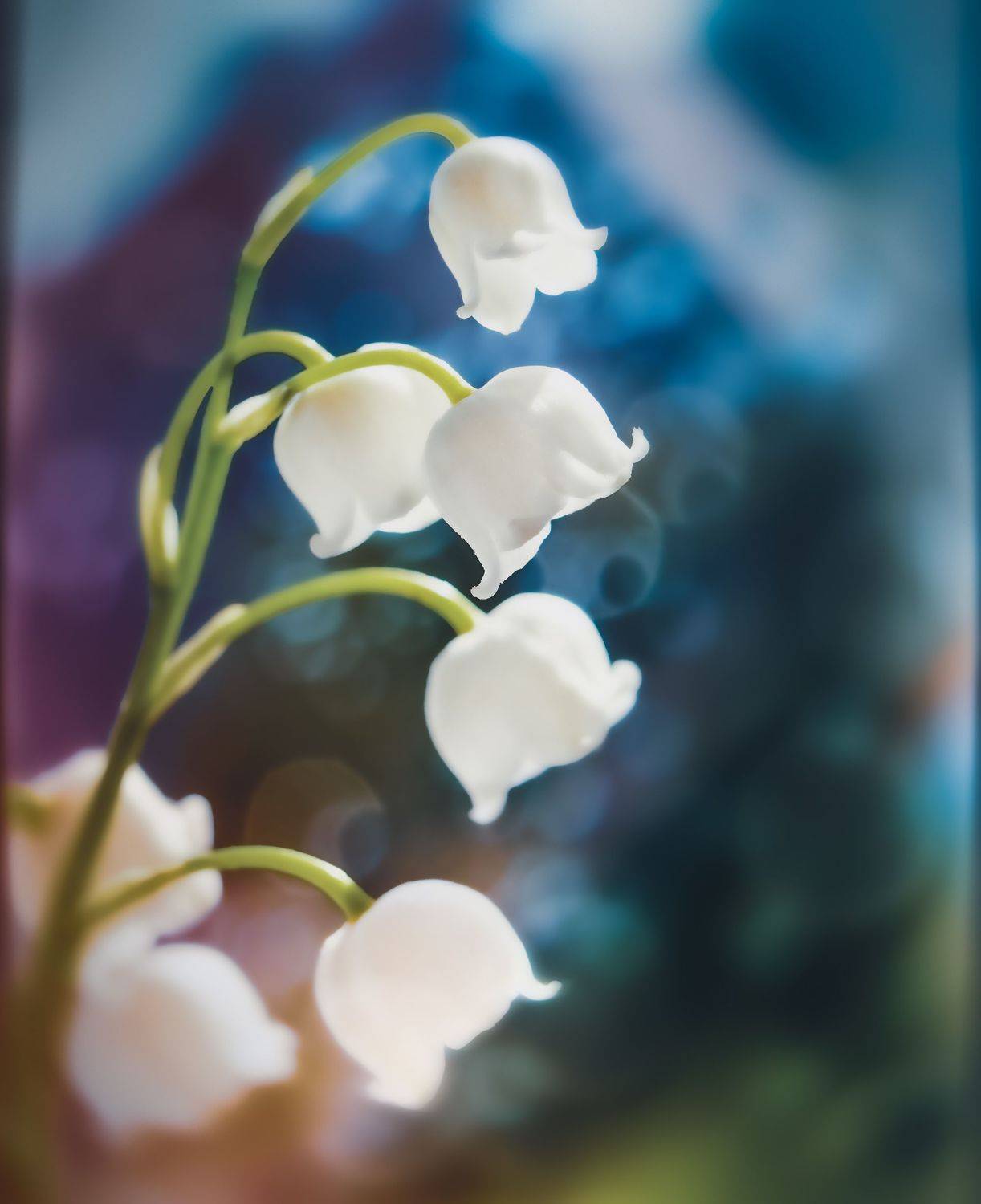 ландыши, цветы, природа, макро, цветной, Козлова Юлия