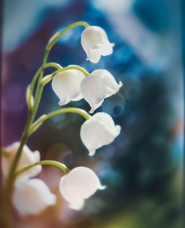 ландыши, цветы, природа, макро, цветной Ландыши фото превью