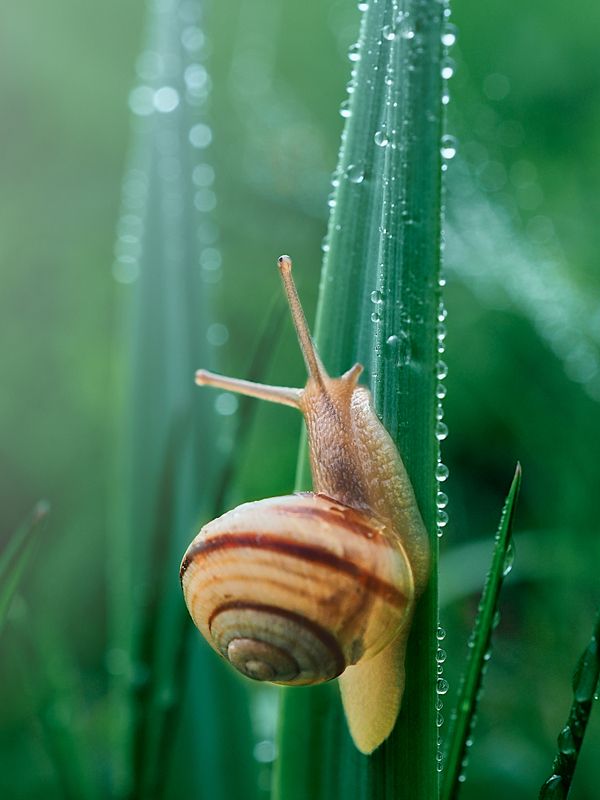 Snails фото превью