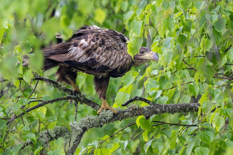 Juras erglis фото превью