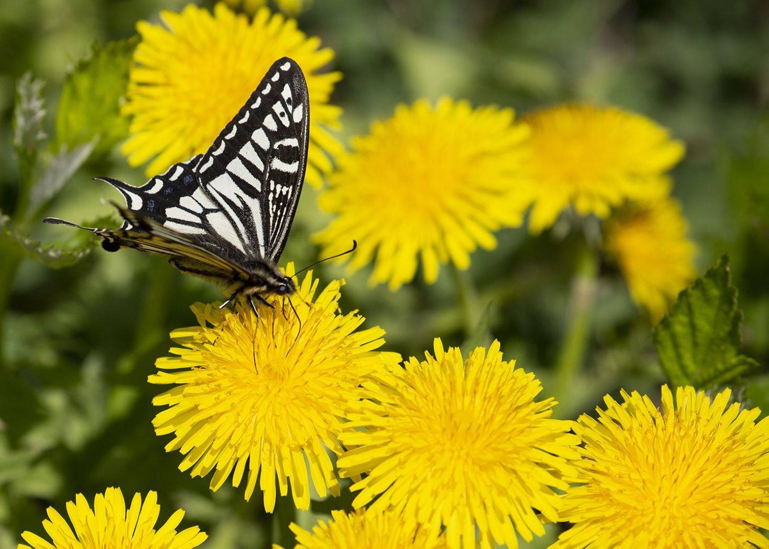 бабочка парусник ксут papilio xuthus, Евгений Слободской