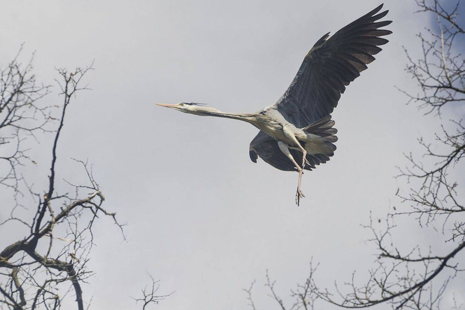 серая цапля, Михаил Агеев