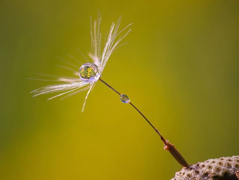 утренняя роса фото превью