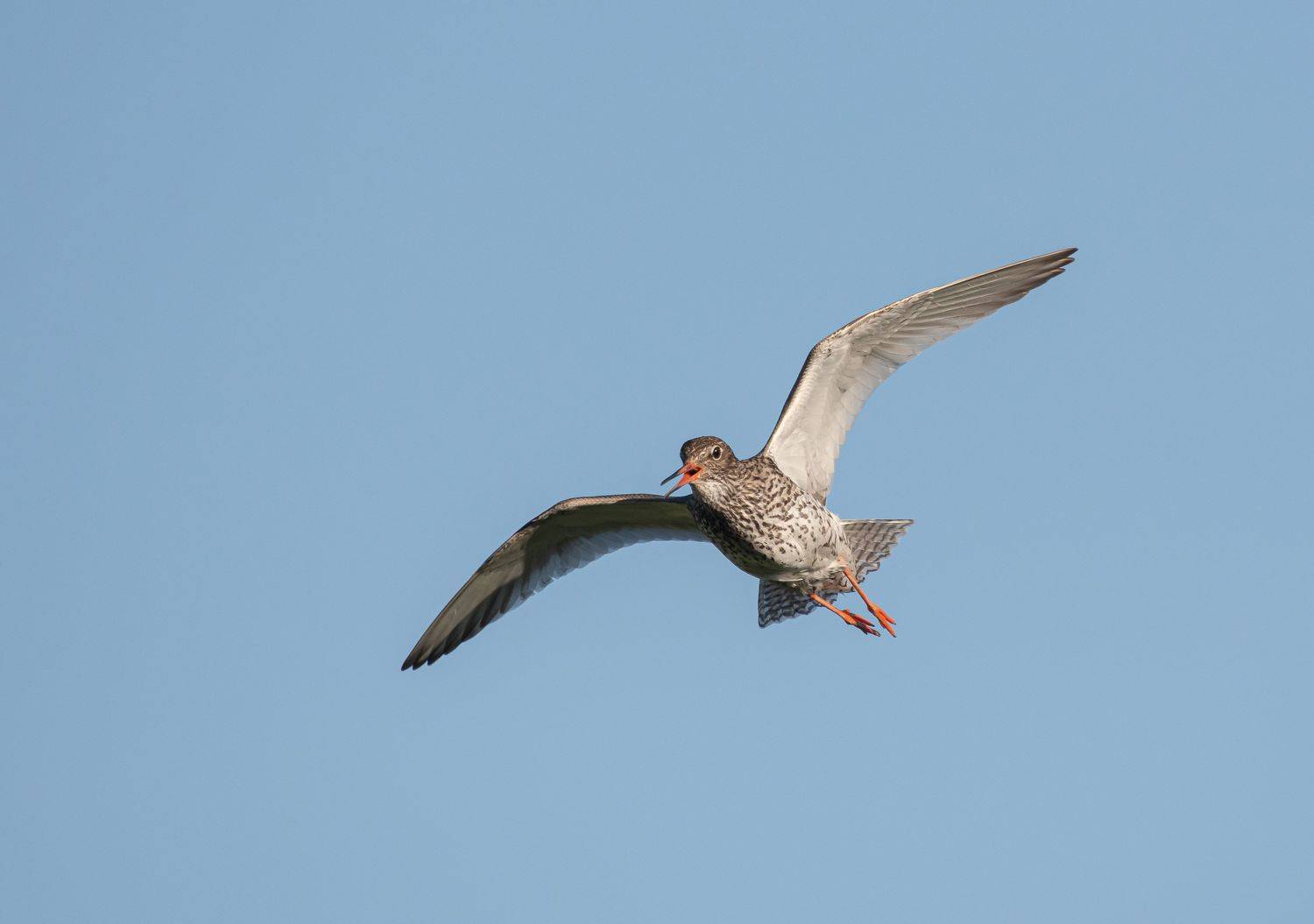 птицы,природа, лето, Андрей Киселёв