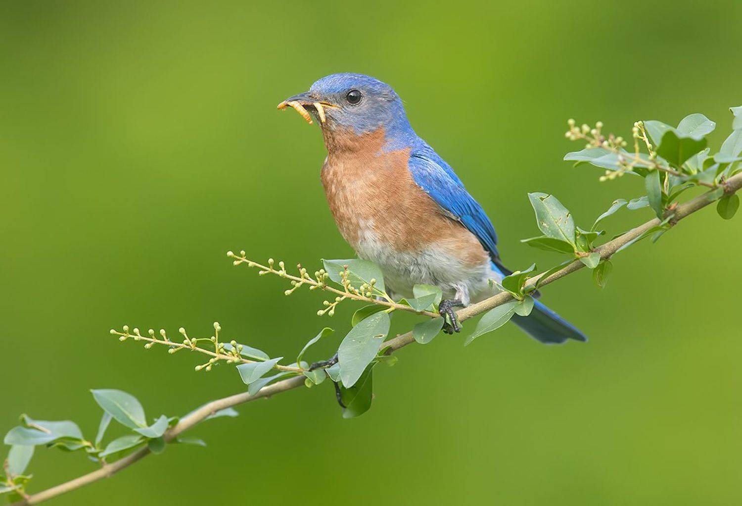 восточная сиалия, eastern bluebird,bluebird, Etkind Elizabeth