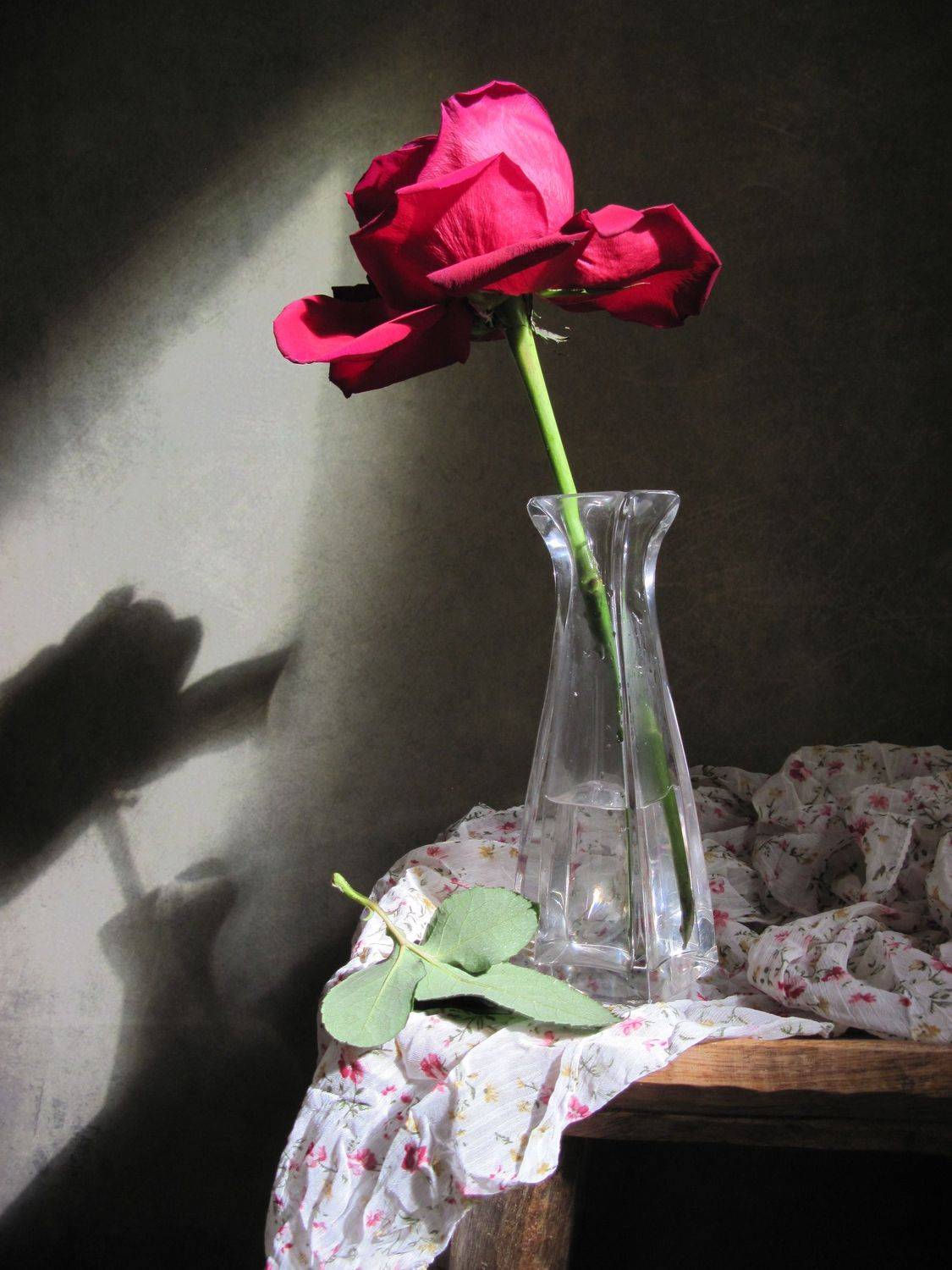 роза, ваза, шарф, тень, Наталия Тихомирова