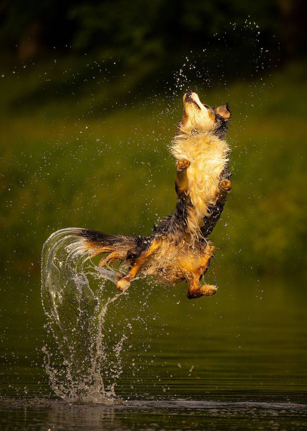 , Robert Adamec