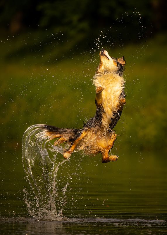 Jump фото превью