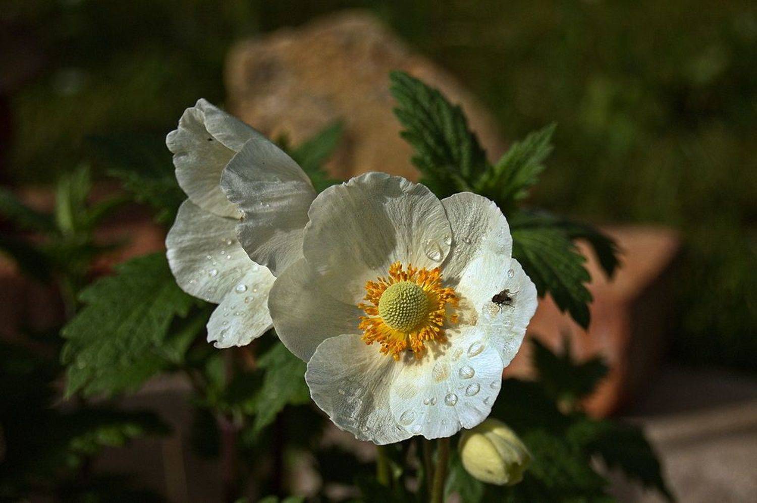 , Николаев Владимир