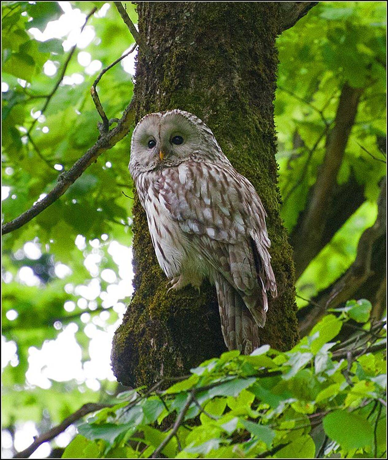 москва, парк, птица, АНАТОЛИЙ ДОВЫДЕНКО