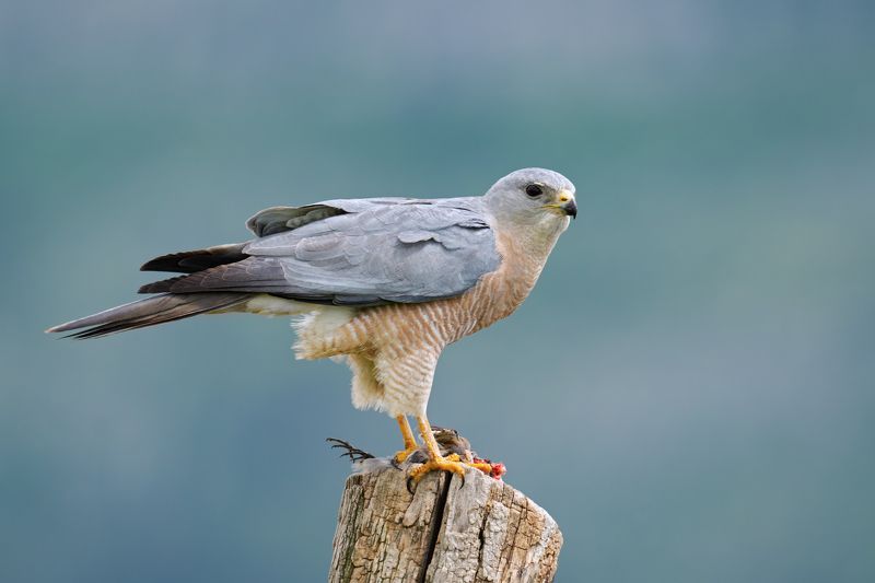Accipiter brevipes фото превью