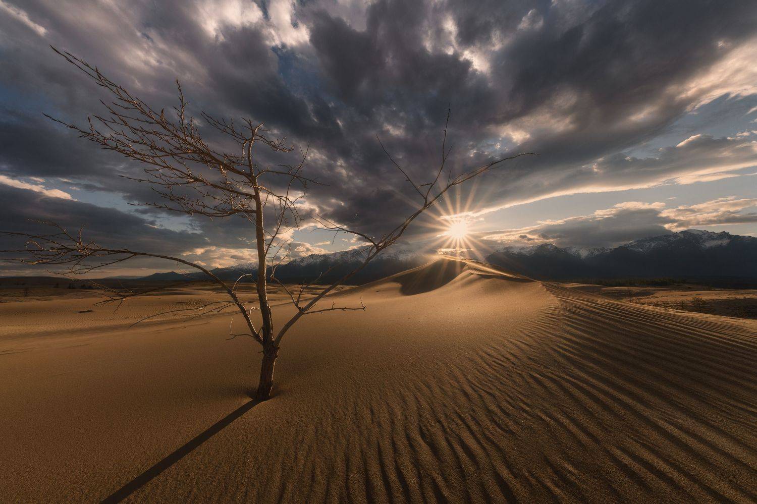 чарские_пески, забайкалье, сибирь, россия, весна, закат, пейзаж, природа, пустыня, песок, дюна, Елена Лебедева