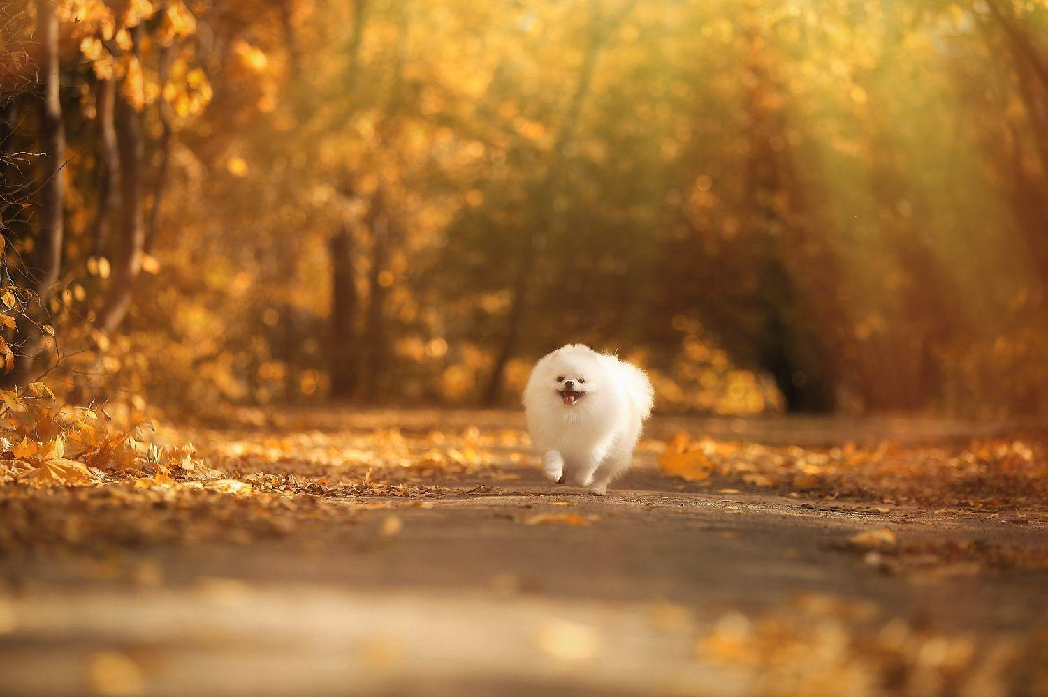 , Галина Ледок