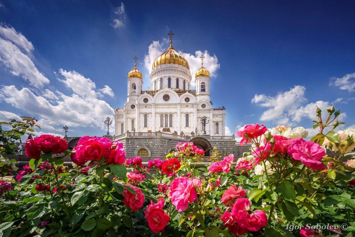 храм христа спасителя, москва, город, розы, Игорь Соболев
