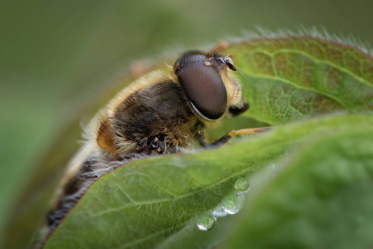 macro, муха, насекомое, макро, fly, Хилько Марина