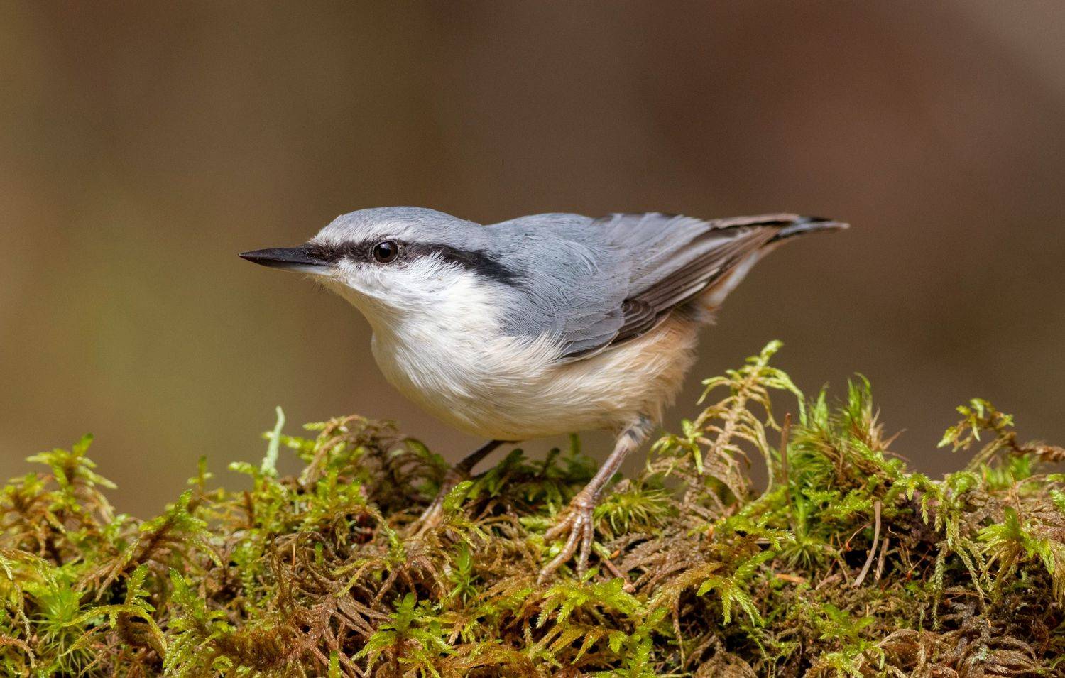 поползень, птица, фотоохота, birds, nuthatch, Павел Краснослободцев