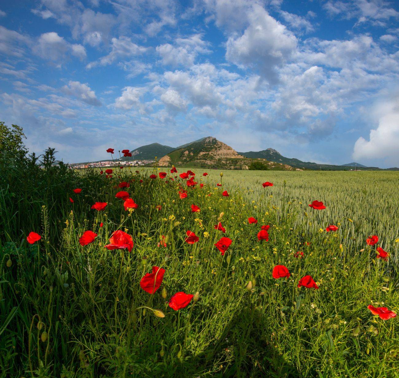 лето,поле,маки,кмв,природа,пейзаж, Елена Брежицкая