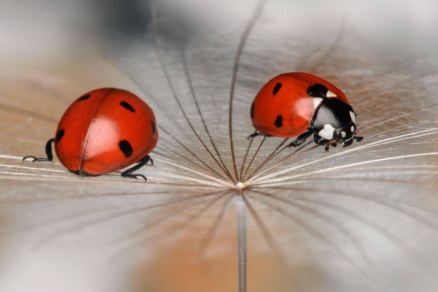 ceclii, macro, Tsvetan Ganev