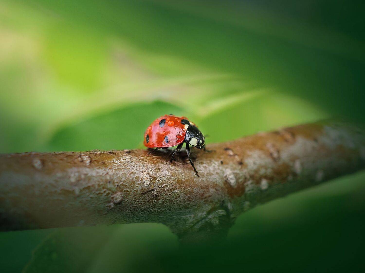 лето, макро, жук, Сергей Калёв