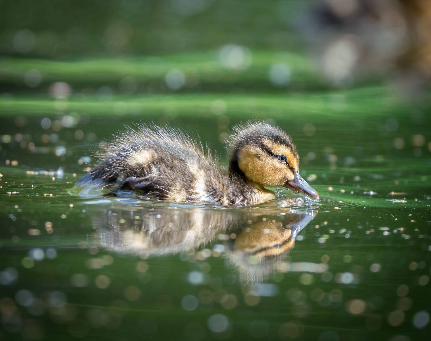 , Константин Дэм