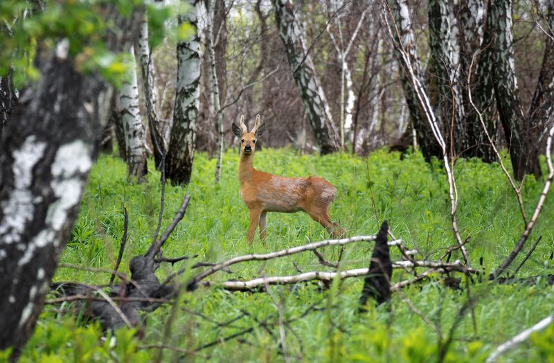 парнокопытное, косуля, животное, лес, самец, самка, косули.. фото превью