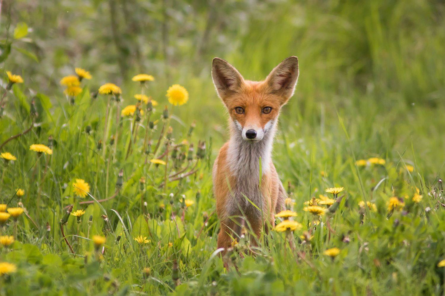 лисица, Суслов Дмитрий