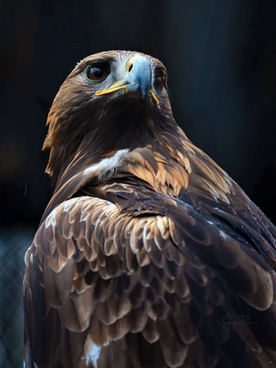 outdoor, wildlife, eagle, look, Алексей Вымятнин