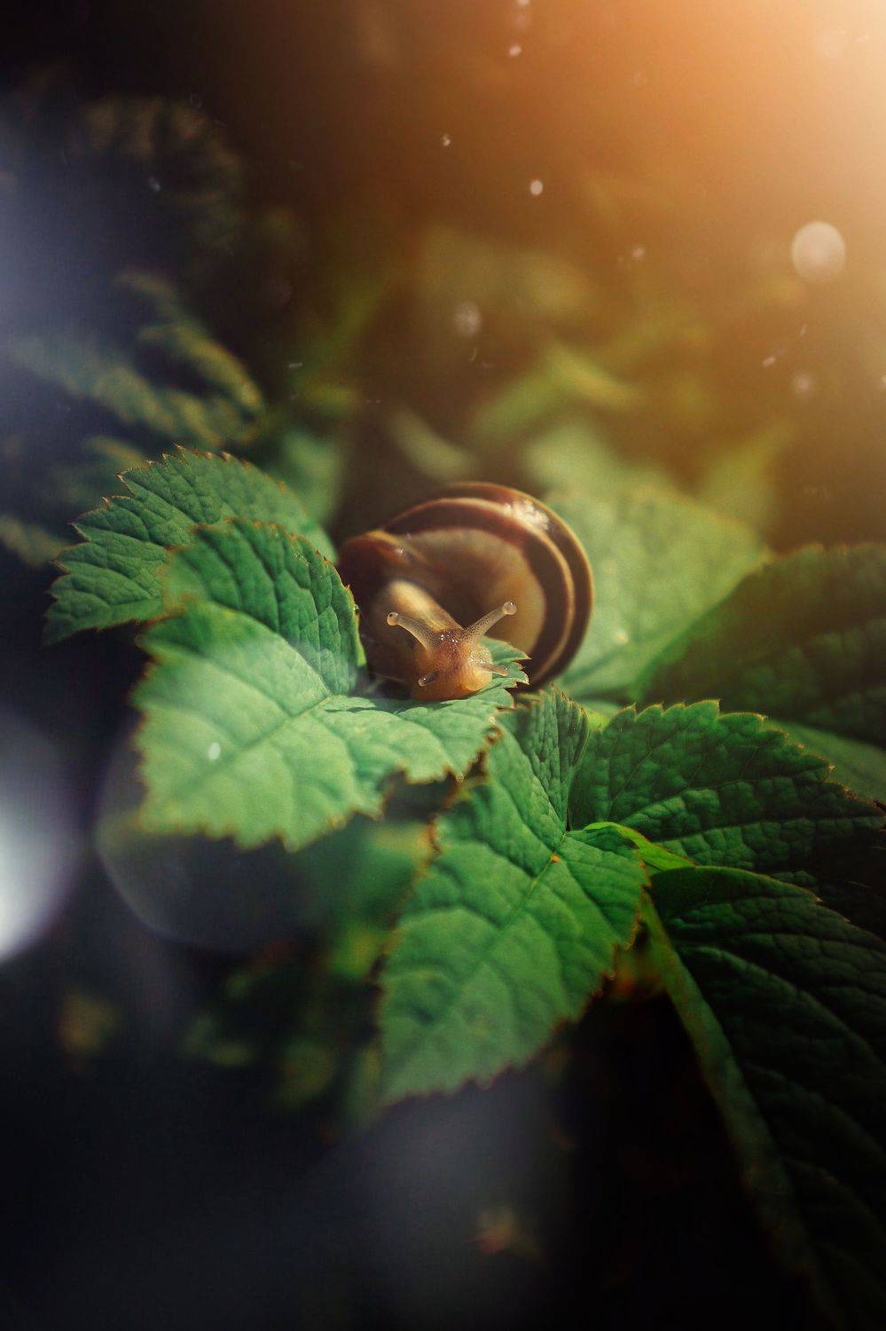 , Татьяна Максакова