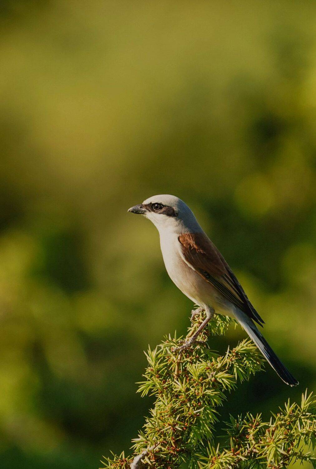 , Красимир Георгиев