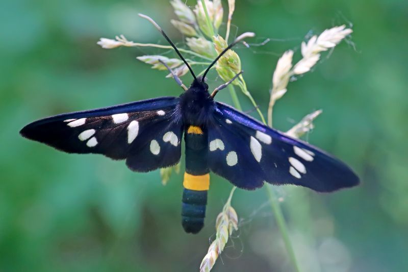 Пестрянка ложная обыкновенная (Syntomis phegea) фото превью