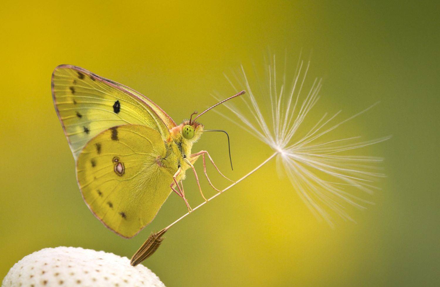 , Andrey Pristyazhnyuk