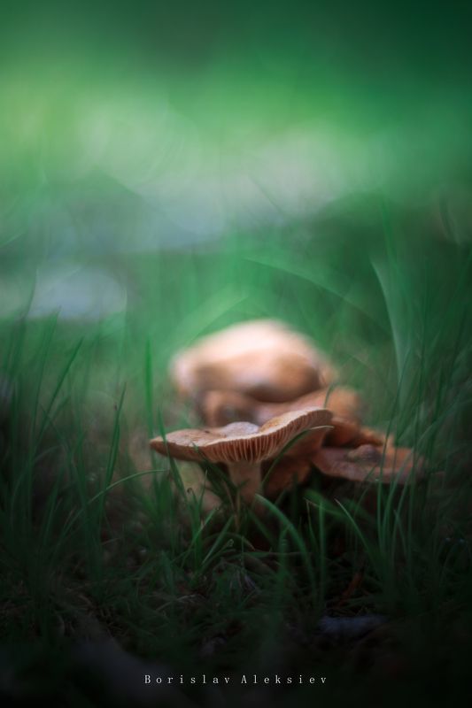 Green фото превью