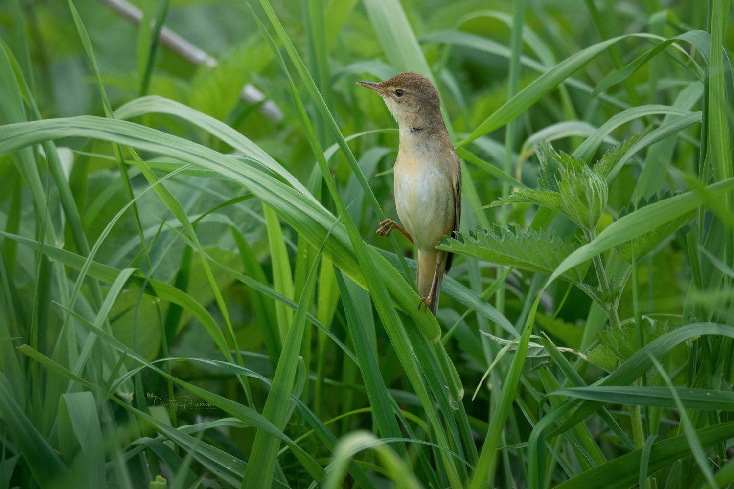 природа, лес, поля, огороды, животные, птицы, макро, Посевич Дмитрий