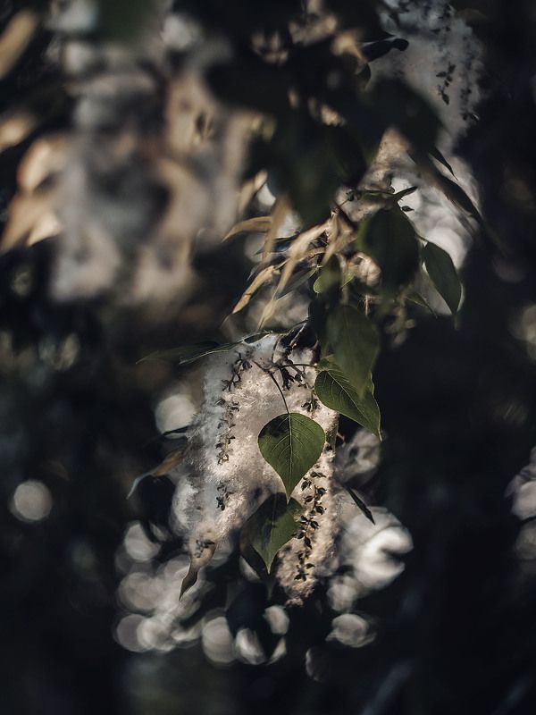 macro, summer, summertime, russia, helios, zenit Тополиный пух фото превью