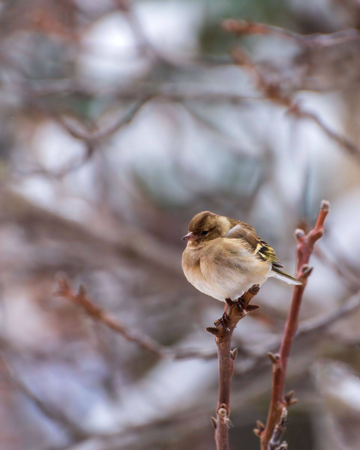 зяблик, Алексей Рыльский