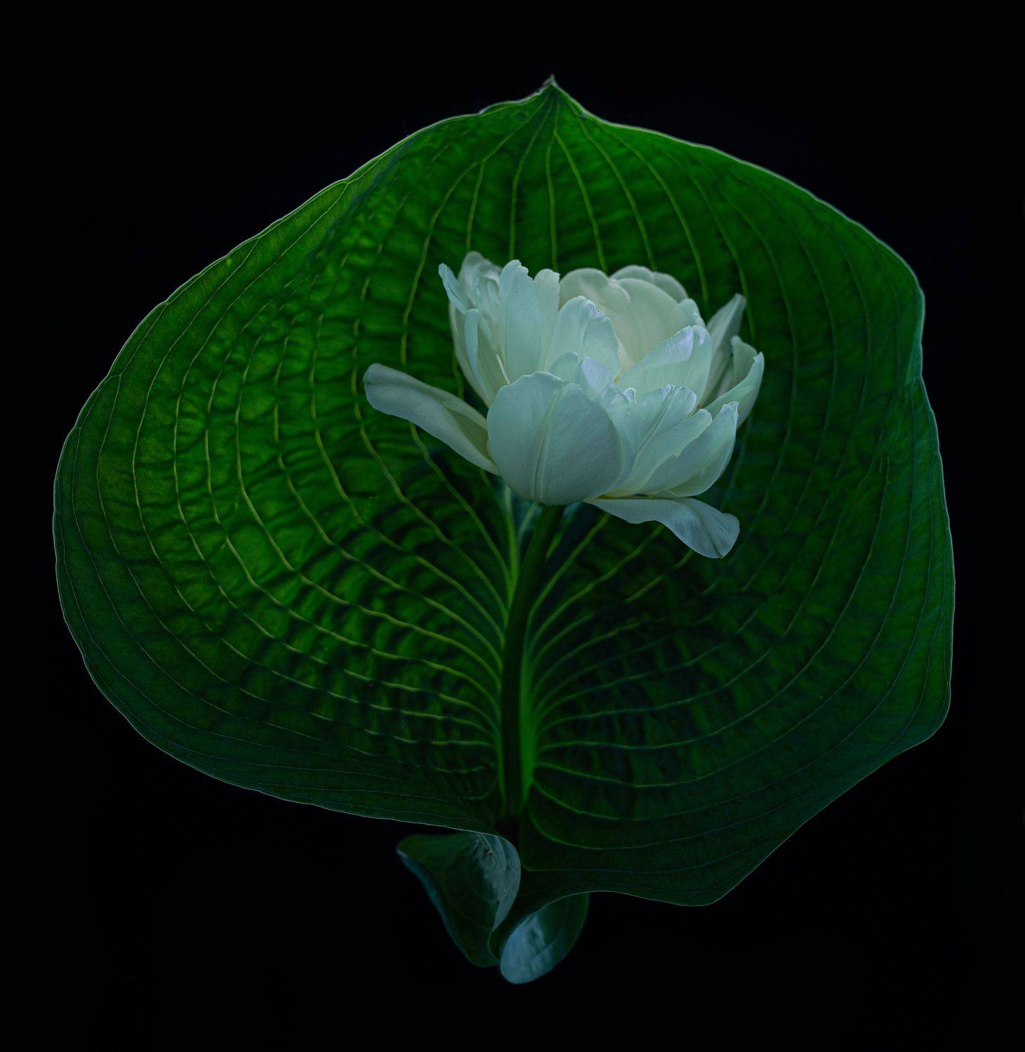 , Черновол Валентин