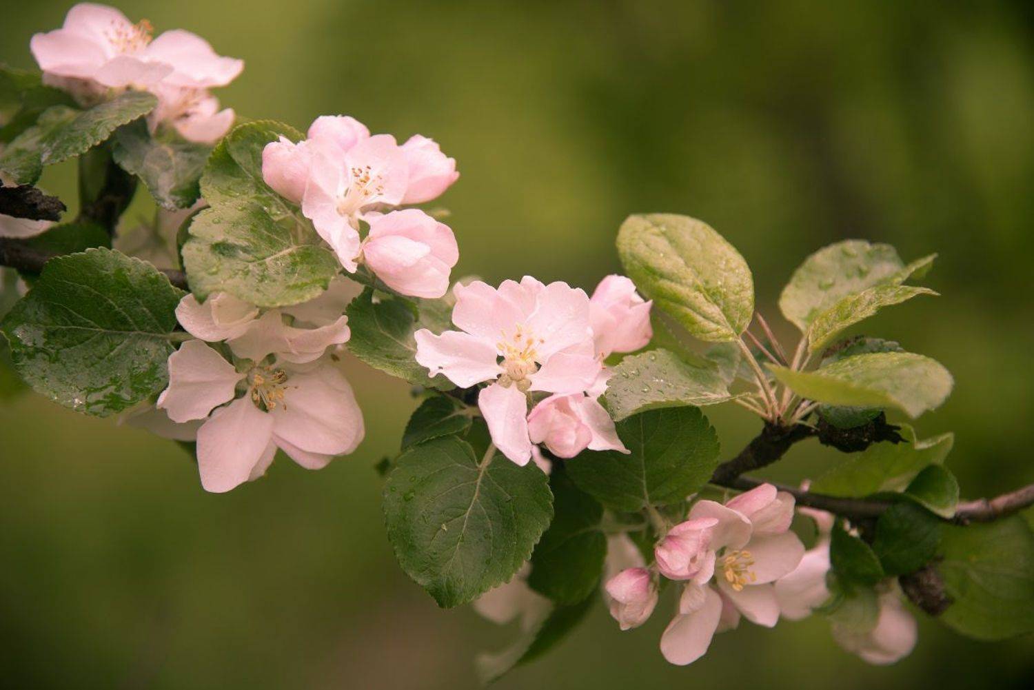 , Курзина Елена