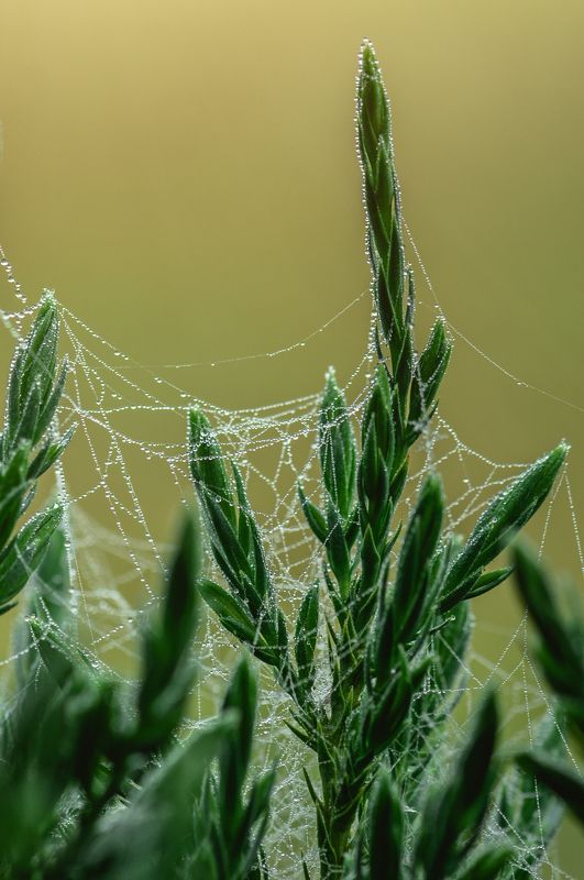 роса, туман, капли, макро После тумана фото превью