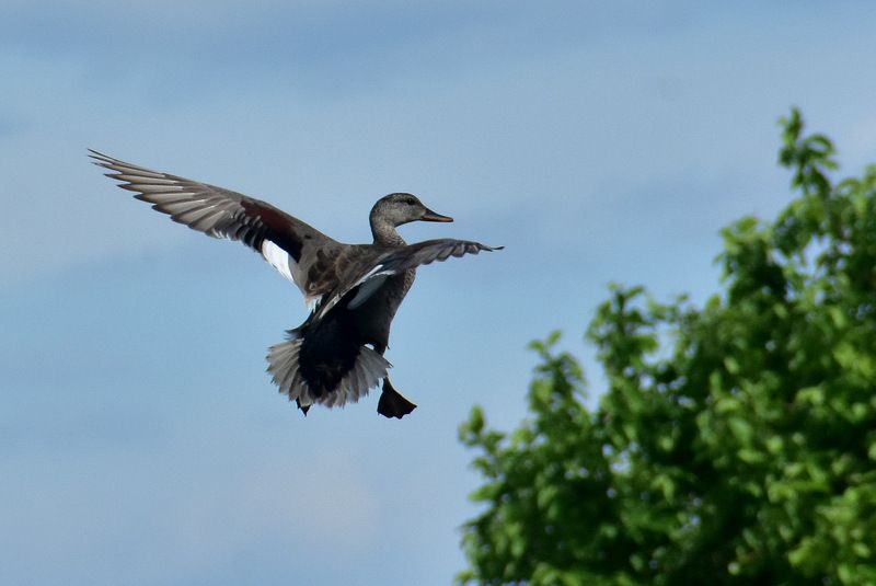 Серая утка фото превью